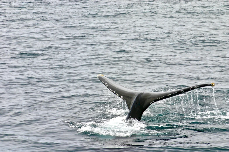 a whale in the water is diving towards its destination