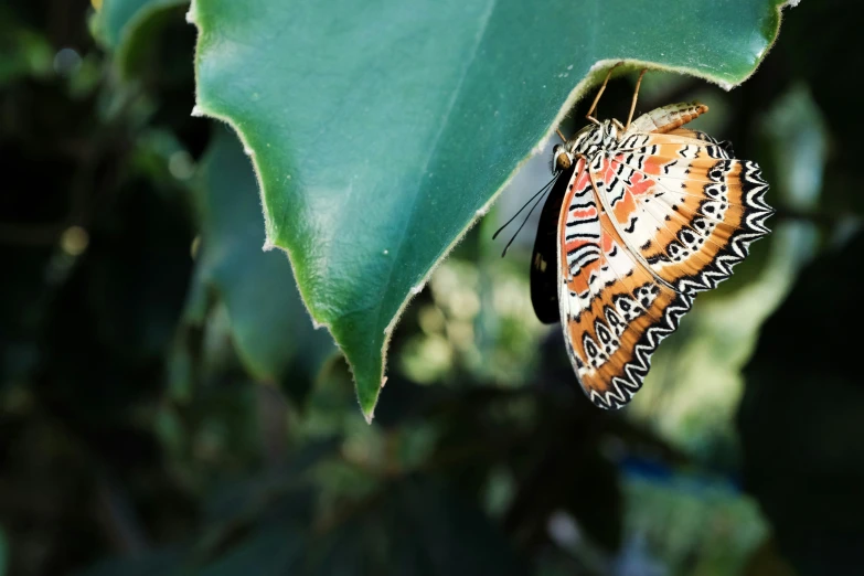 a red and white erfly perched on a green leaf