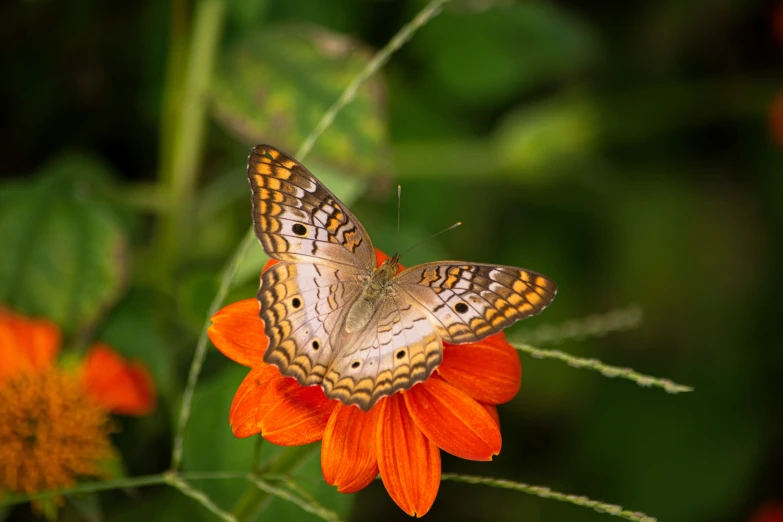 orange and yellow flower with erflies sitting on it