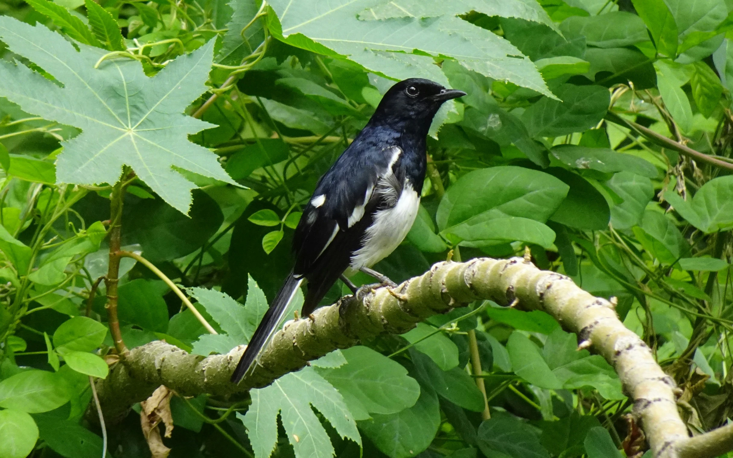 a black bird standing on a tree nch