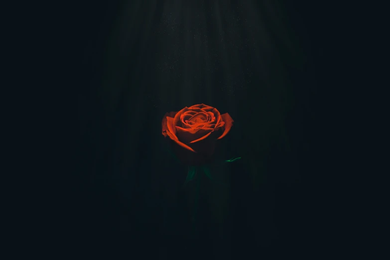 red rose glowing in dark area with light coming from the top