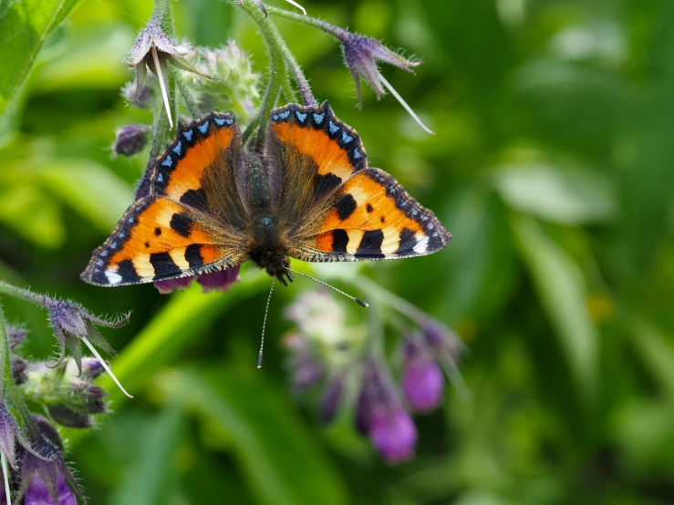 the small orange erfly sits on the green plant