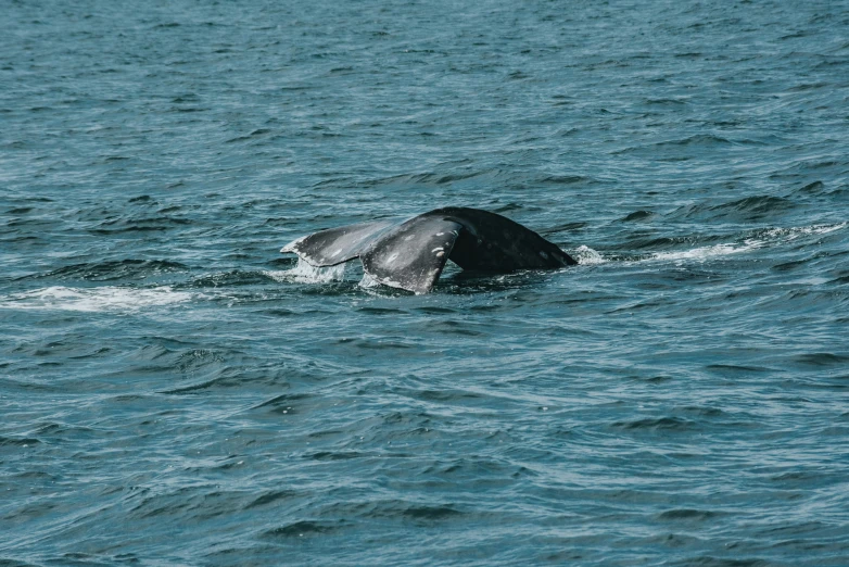 a whale dives out of the water