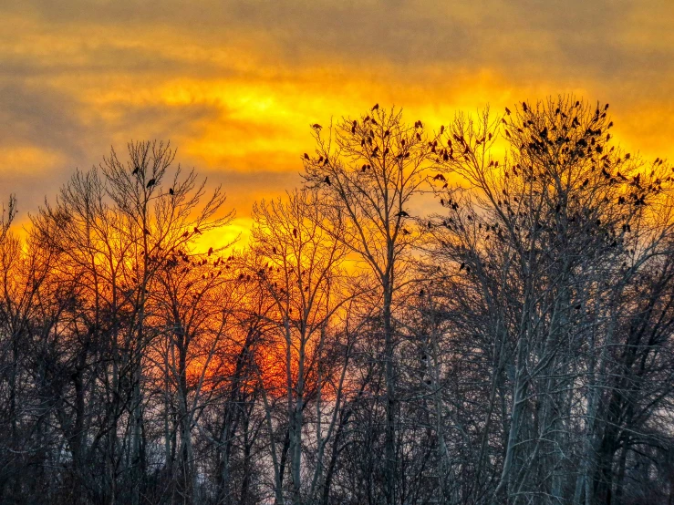 sunset over a small tree lined field as seen from the top of a hill