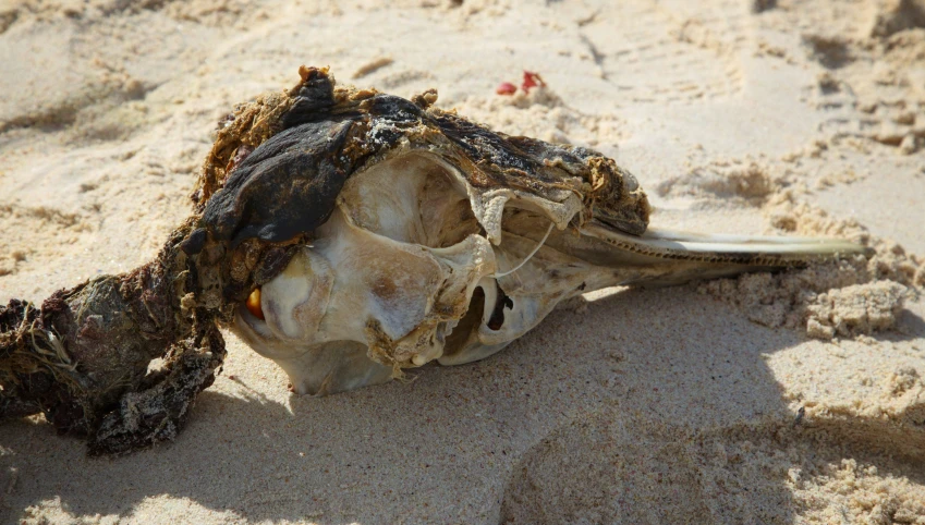 an animal skull laying on its side in the sand