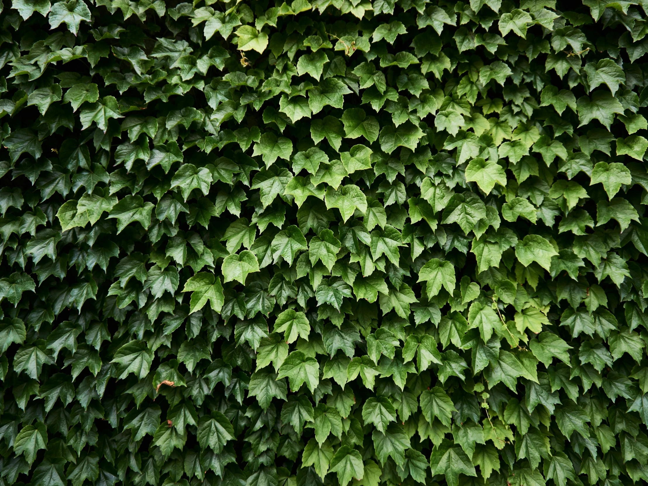 green plants grow on the side of a building