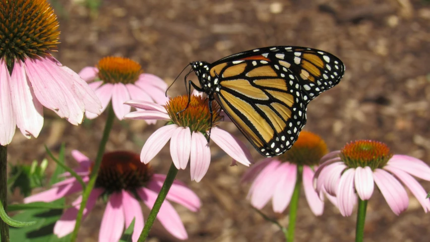 a yellow monarch erfly perched on a pink daisy