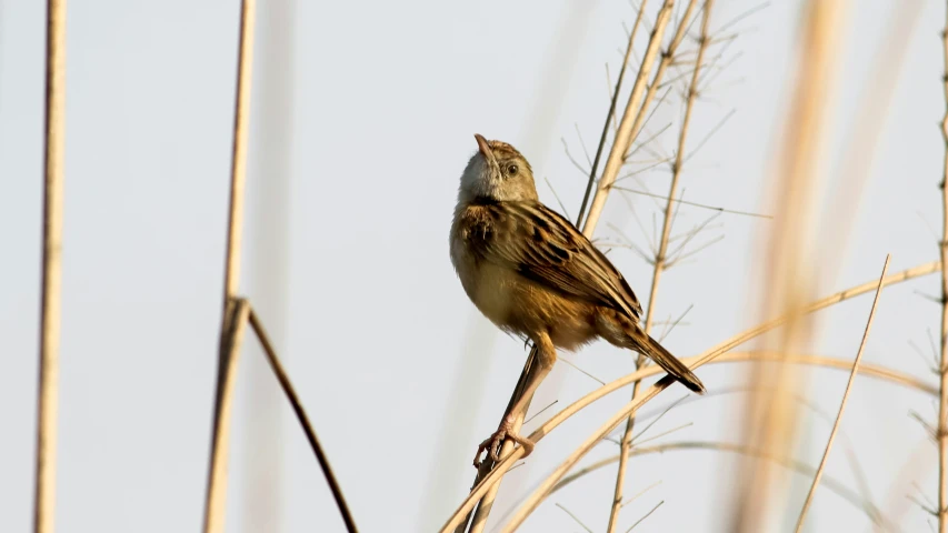 a bird sitting on top of a dry grass plant