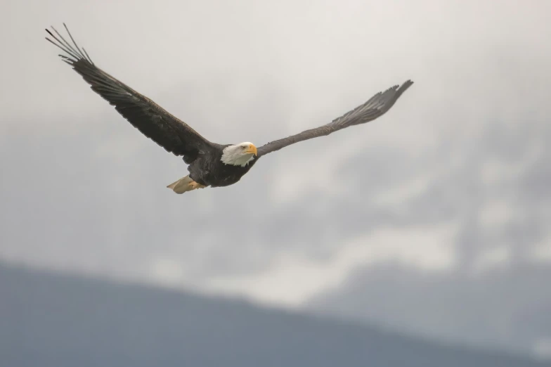 an eagle flying in the air on a cloudy day