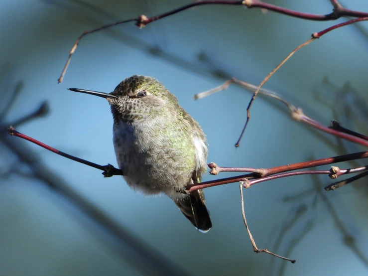 there is a bird sitting on a thin nch