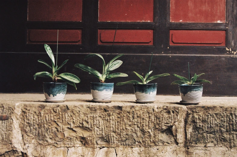 four pots of plants are shown next to each other