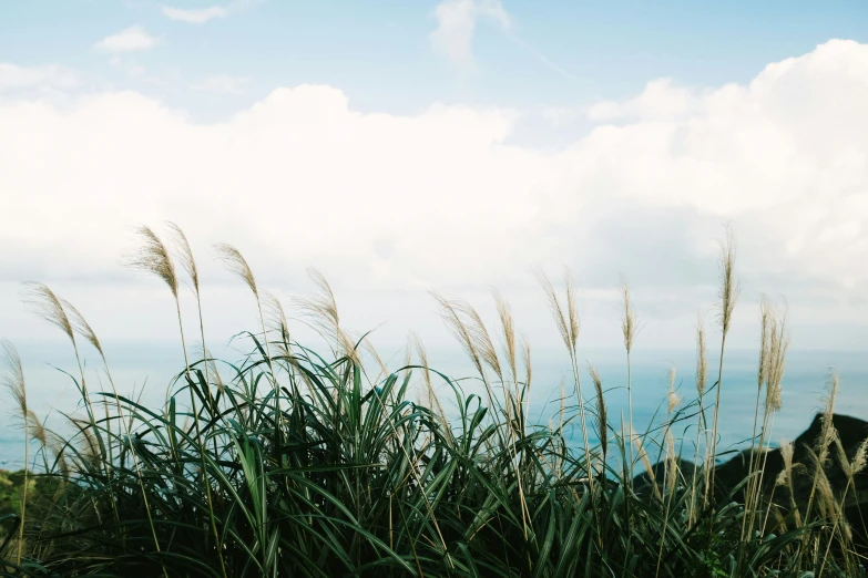 the tall grass is blowing in the wind