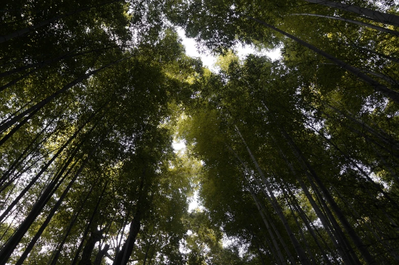 a bunch of trees in the middle of a forest