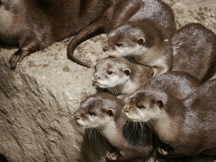 six otters sitting in a group on the rocks
