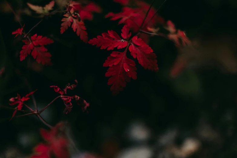 a nch filled with lots of red leaves