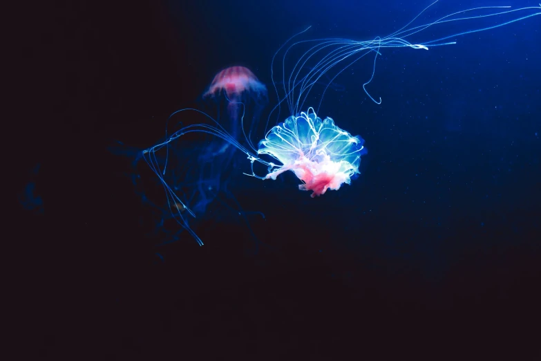 jellyfish swimming through the water and dark blue