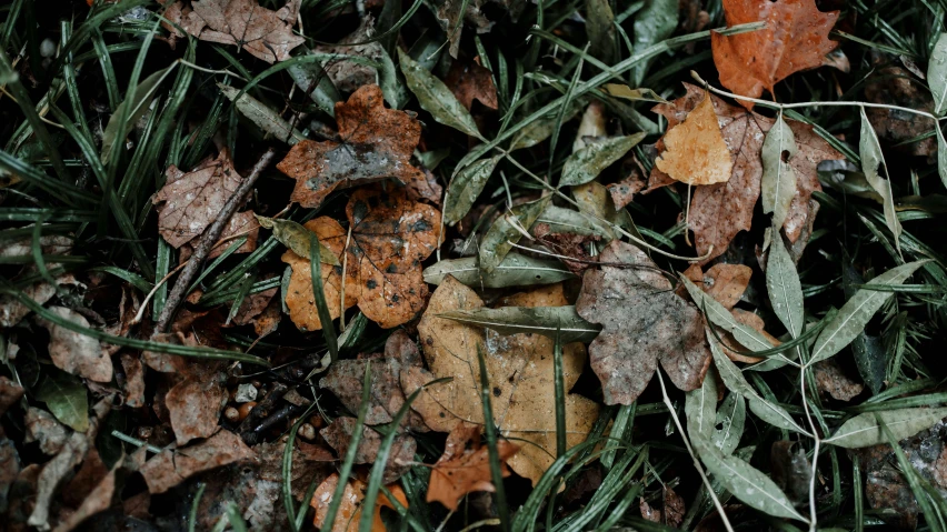 leaves and grasses scattered on the ground in the day