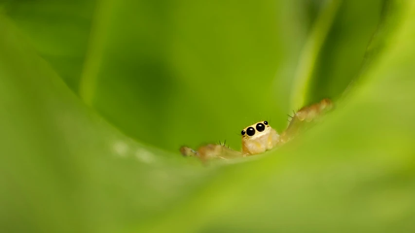 a blurry po of a small frog in a grass