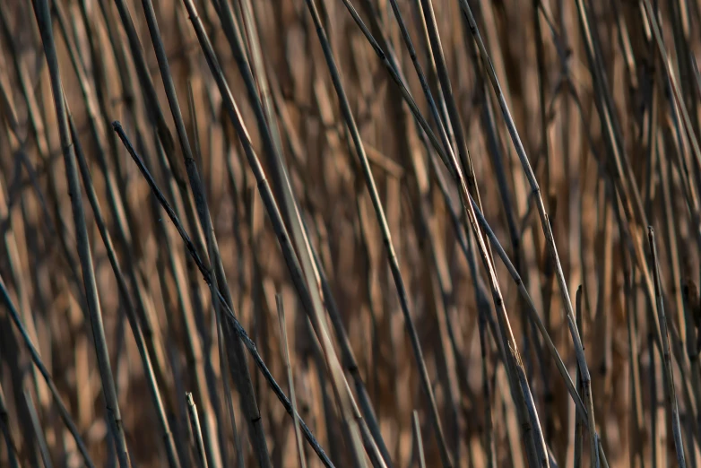 a large tree is behind some very thin sticks