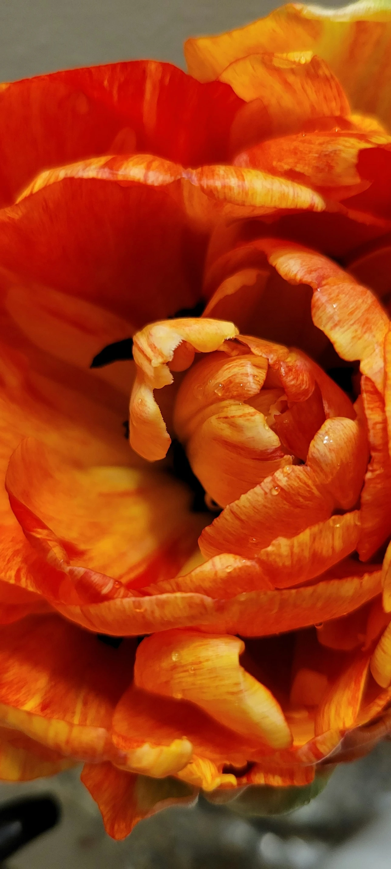 a flower that is blooming next to a wall