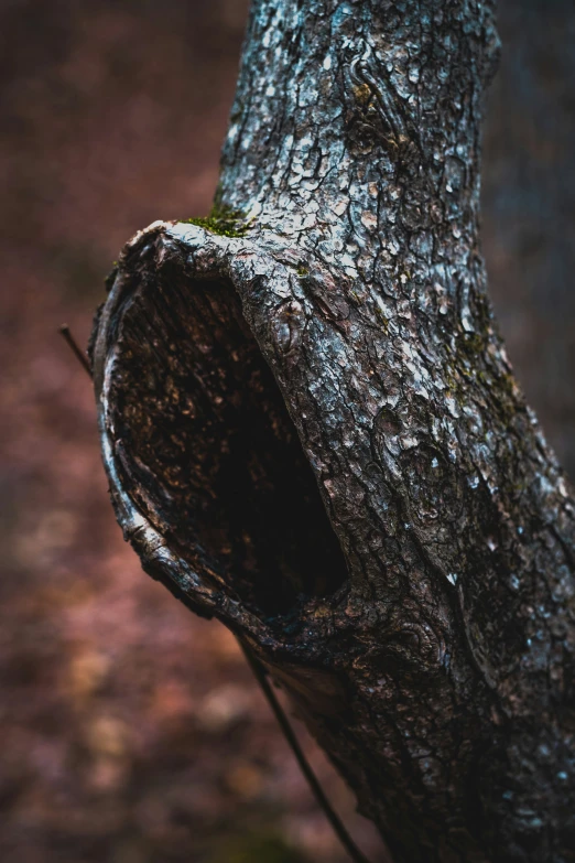 an old tree that has been grafted with a saw