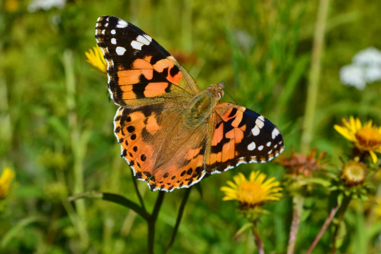 a close up of a erfly on some flowers