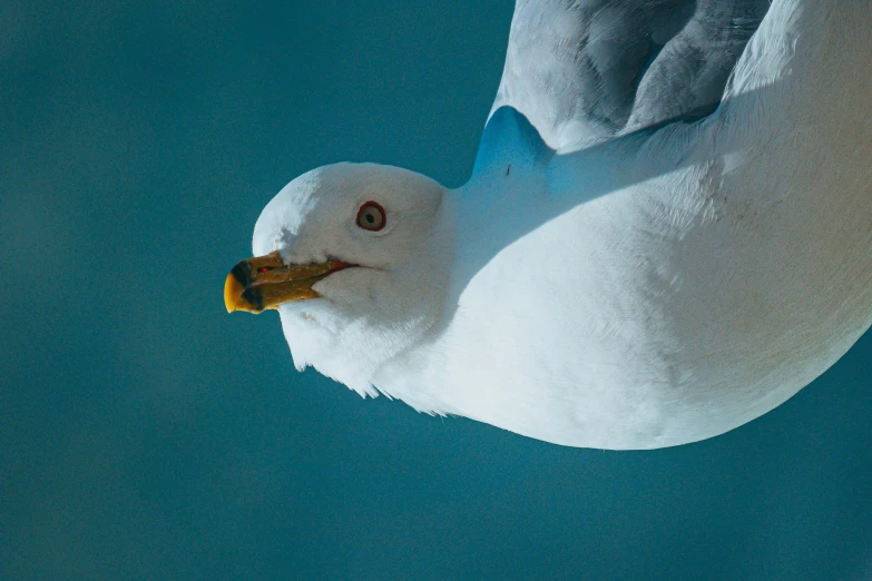 a seagull looking up at the camera, surrounded by blue water