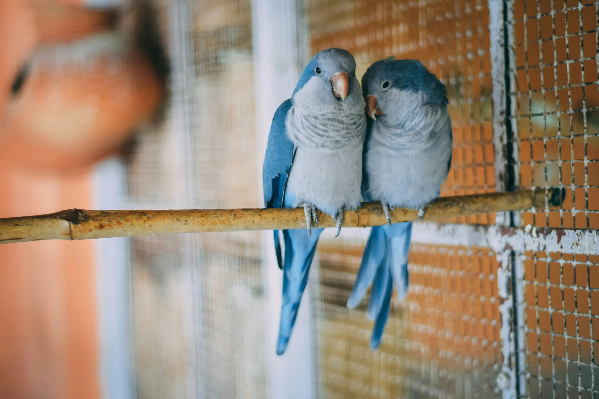 two blue and white birds sitting on a wooden bar