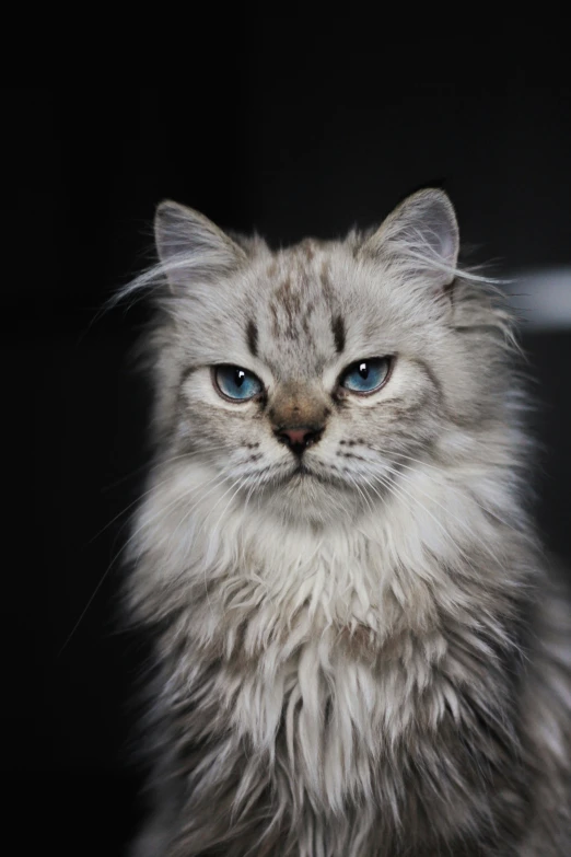 a cat with blue eyes stares intently at the camera