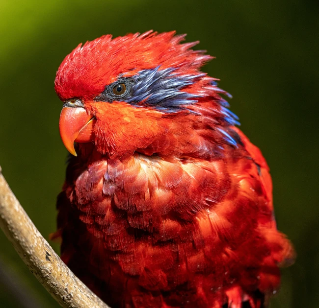 a bright red bird perched on top of a tree nch