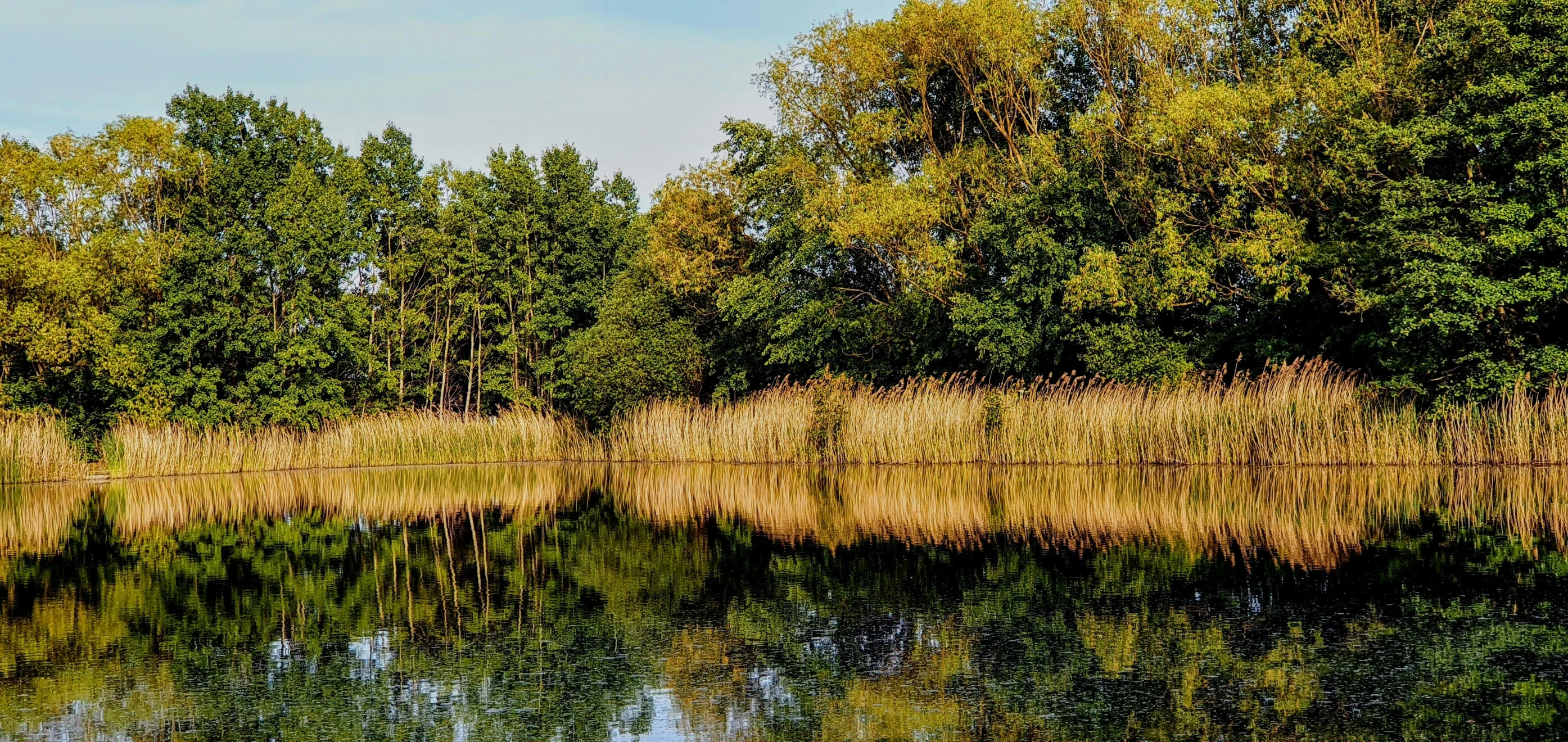 a bunch of green trees near a body of water