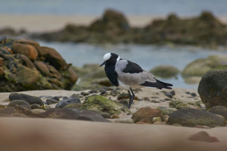the bird is standing on a rock covered beach
