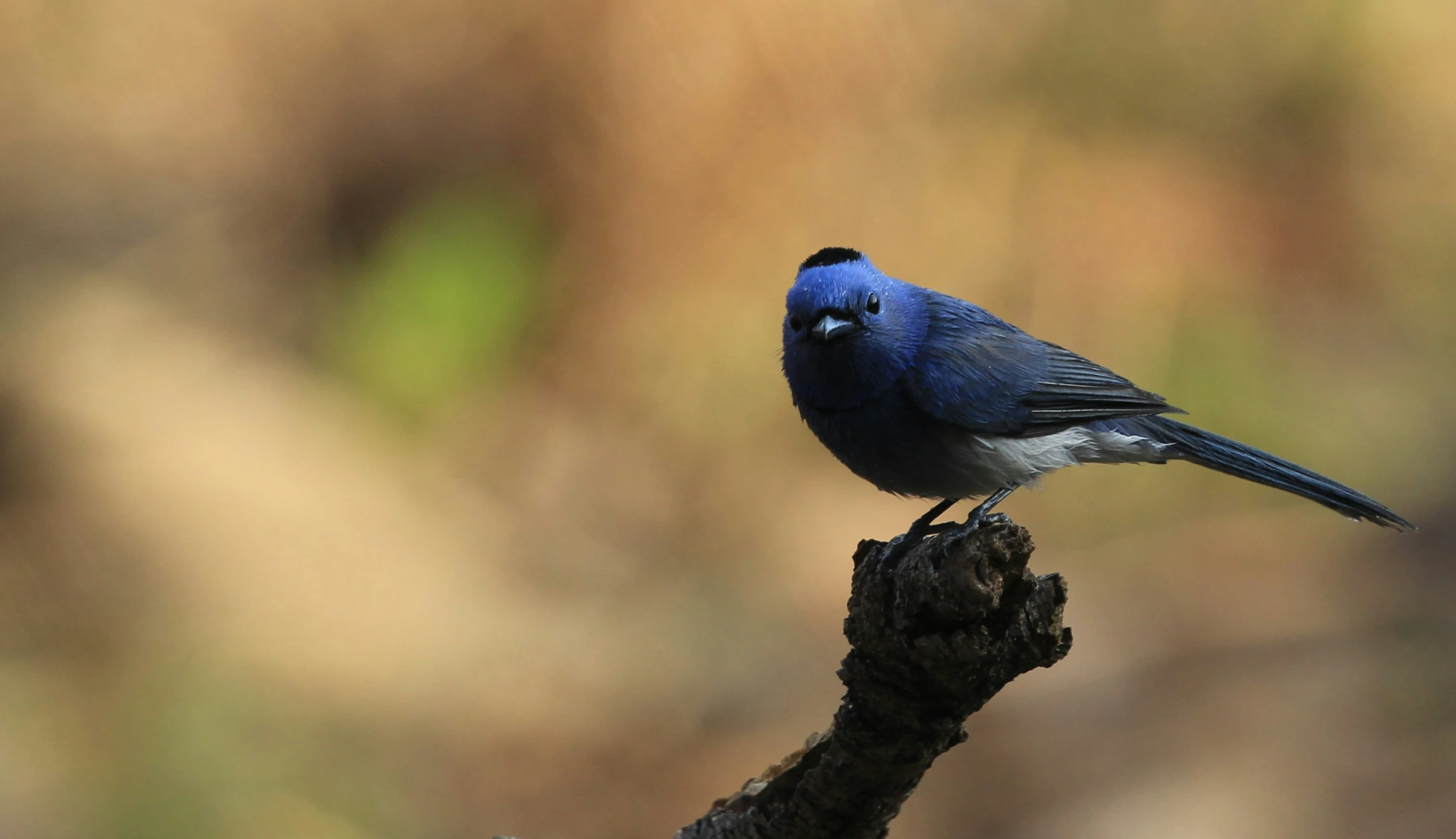 a blue and gray bird perched on a tree nch