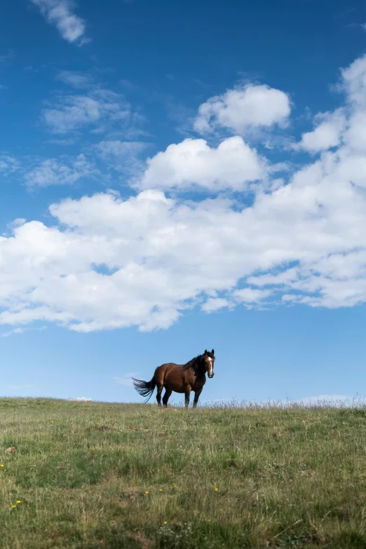 a horse is in the middle of a grassy field