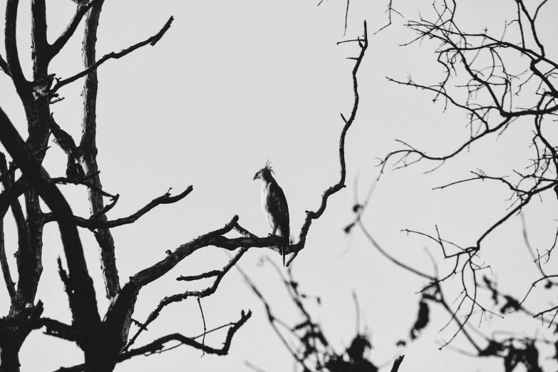 black and white pograph of birds sitting on trees nches