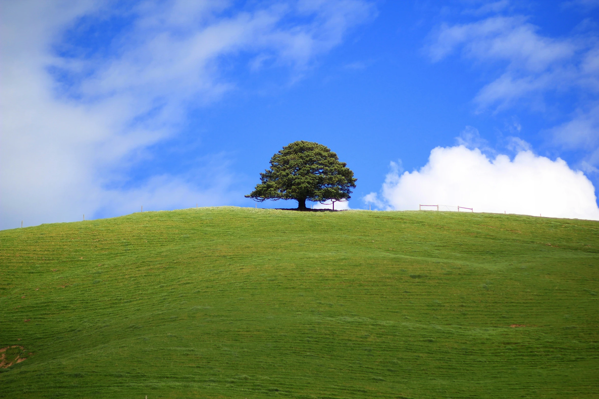 a tree on a hill with a blue sky