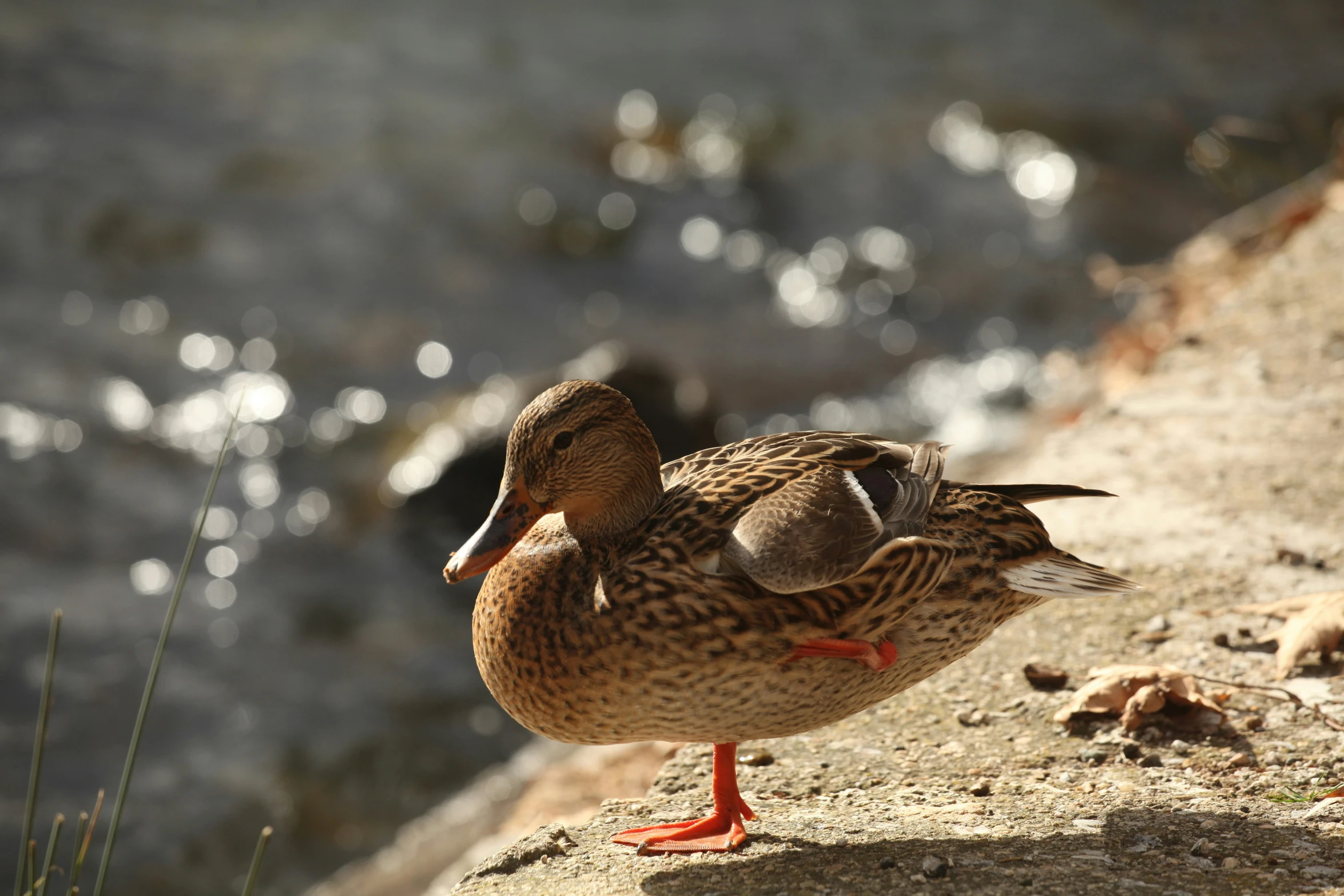 two birds standing on the edge of a cliff near water