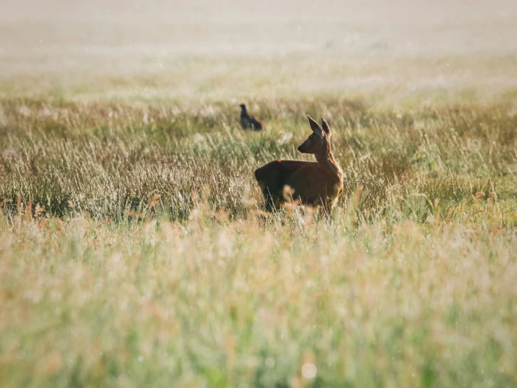 a deer and a bird standing in a field