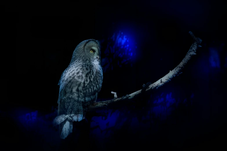 a owl sitting on a tree nch at night