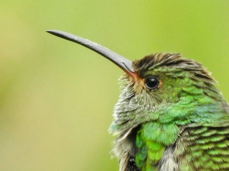 a close up of a hummingbird with a long beak