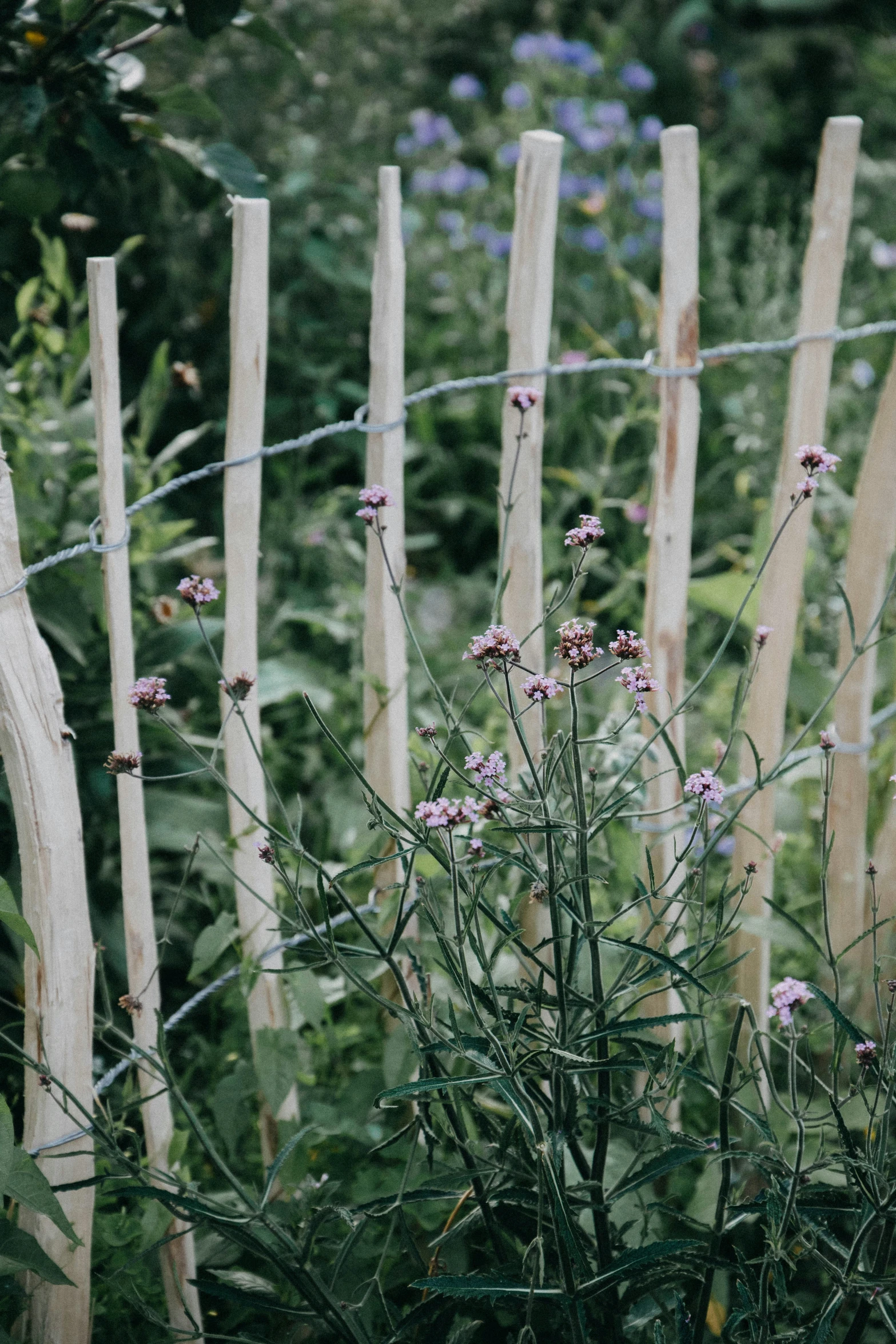 an overgrown garden with flowers behind the fence