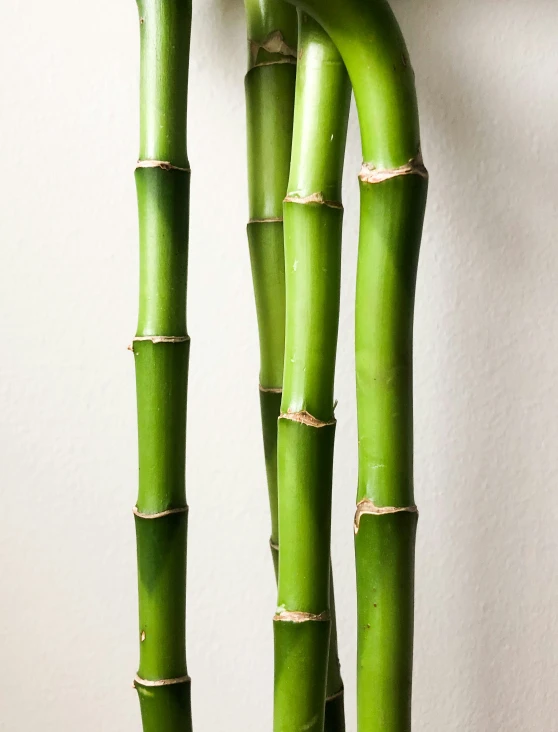 two tall green stalks of plant sitting on the side of a wall