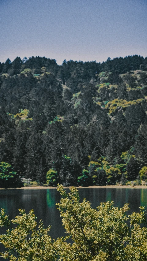 the trees are green and yellow as the water in the background