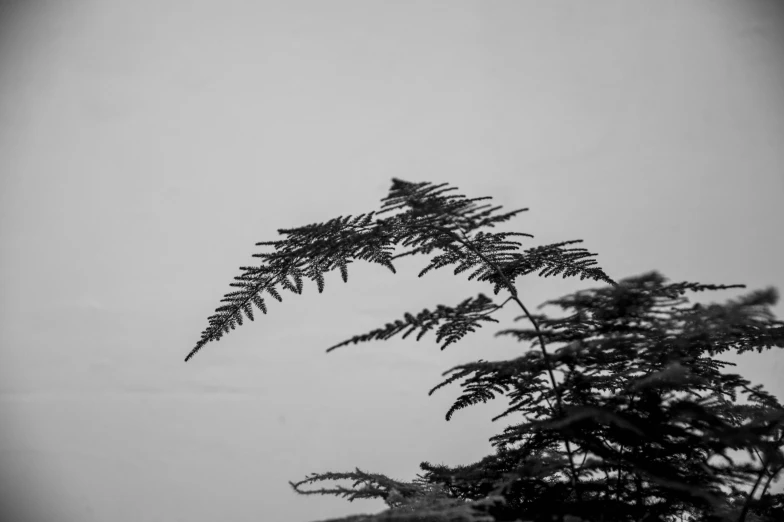 this is black and white pograph of trees in snow