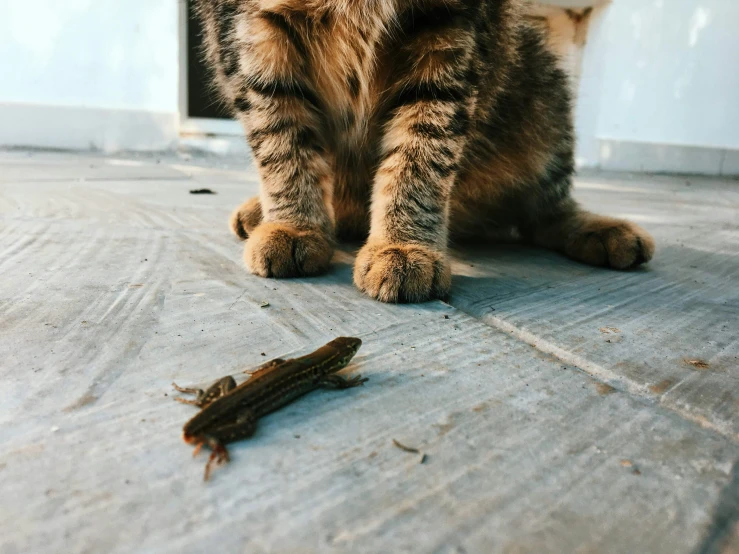 a cat and a bug sit together on the ground