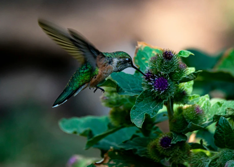 a hummingbird is landing and eating on a plant