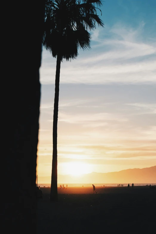 a beach that is next to palm trees and has the sun behind them