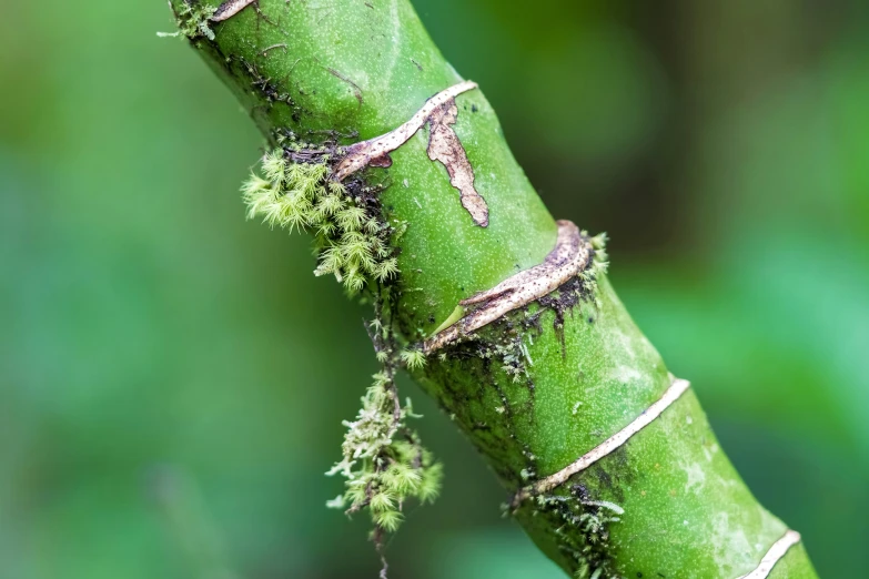 a nch with lichen and a small tree sprout