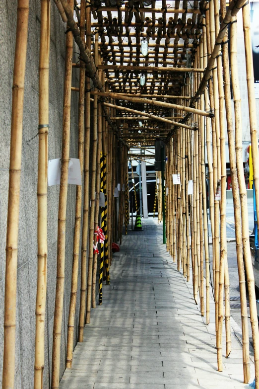 a path lined with lots of wooden sticks