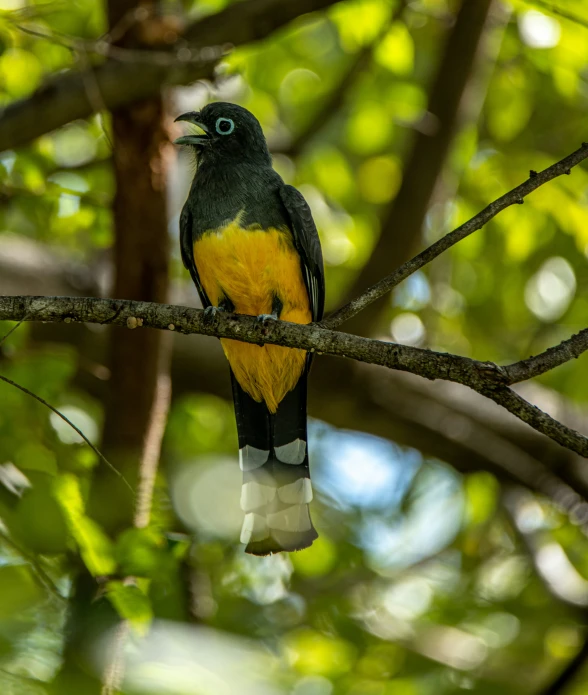 a black, yellow and gray bird sitting on top of a nch